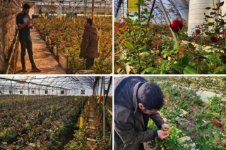 بازدید تخصصی از گلخانه هیدروپونیک گیاهان زینتی در فارسیان قزوین