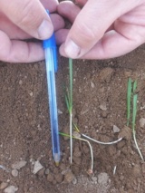 پایش وضعیت سبز و خصوصیات مورفولوژیک ارقام دیم در پایگاه نوآوری شهرستان قزوین