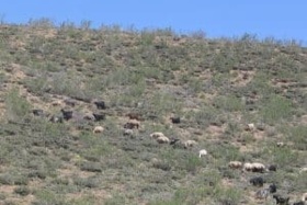 دستاوردها بخش تحقیقات مرتع