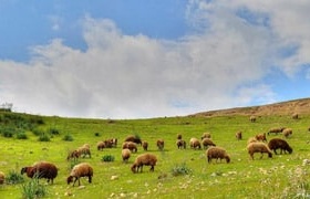 پروژه‌های تحقیقاتی بخش مرتع