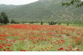 پروژه‌های تحقیقاتی