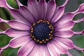 گونه‌های گیاهی جدید