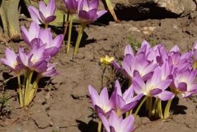 گروه‌های تحقیقاتی گیاهان دارویی