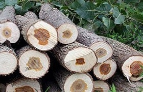 دستاوردها صنوبر