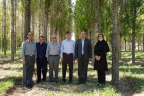 پژوهشگران صنوبر