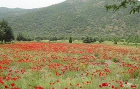 پروژه‌های تحقیقاتی صنوبر