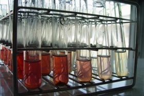 زیرگروه های زیست و فناوری