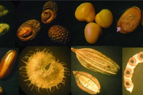 حفاظت از بذر