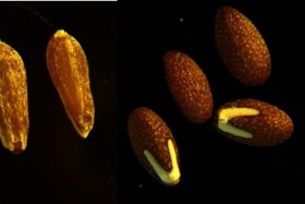 دانشنامه بذر ایران
