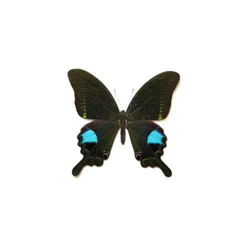 موزه بندپایان