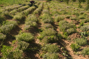 تولید نشای آویشن دنایی همزیست با ریزجانداران خاکزی در سمنان