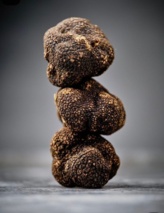 برداشت‌های بی‌رویه و غیراصولی، تهدید جدی برای انقراض قارچ‌های ترافل جنگلی