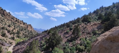 جنگل‌های شمال استان کرمان و راهکارهای حفاظت و احیای آنها