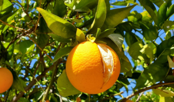 مدیریت ترکیدگی میوه مرکبات با تغذیه مناسب پتاسیم و کلسیم