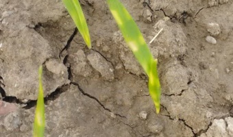 ظهور عارضه فیزیولوژیک نواربندی رنگی گندم (Wheat Color Banding)