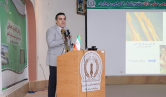 تشخیص صحیح عامل بیماریهای گندم؛ کلید کاهش مصرف سموم و افزایش پایداری تولید