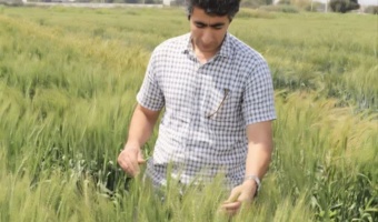 ارزیابی میزان مقاومت نسبت به بیماری زنگ زرد گندم