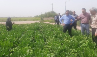 پایش میدانی مزارع چغندرقند شهرستان دزفول