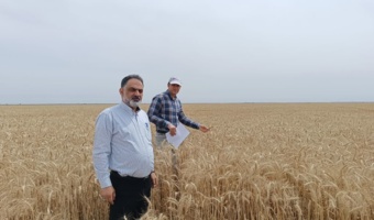 ارزیابی خوشه‌هایی طلایی گندم مزارع بذری جنوب استان در اهواز