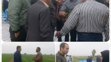 دستیابی به پتانسیل عملکرد گندم با ارائه راهکارهای عملی برای بهبود کمی و کیفی