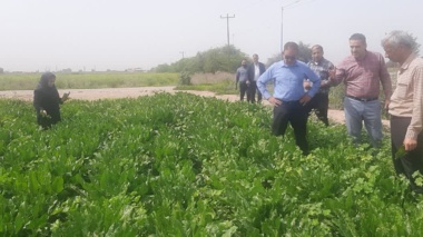 پایش میدانی مزارع چغندرقند شهرستان دزفول