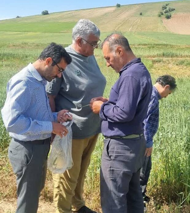 کارگاه آموزشی مدیریت کرم خوشه خوار گندم برای بهره‌برداران شهرستان میامی برگزار شد