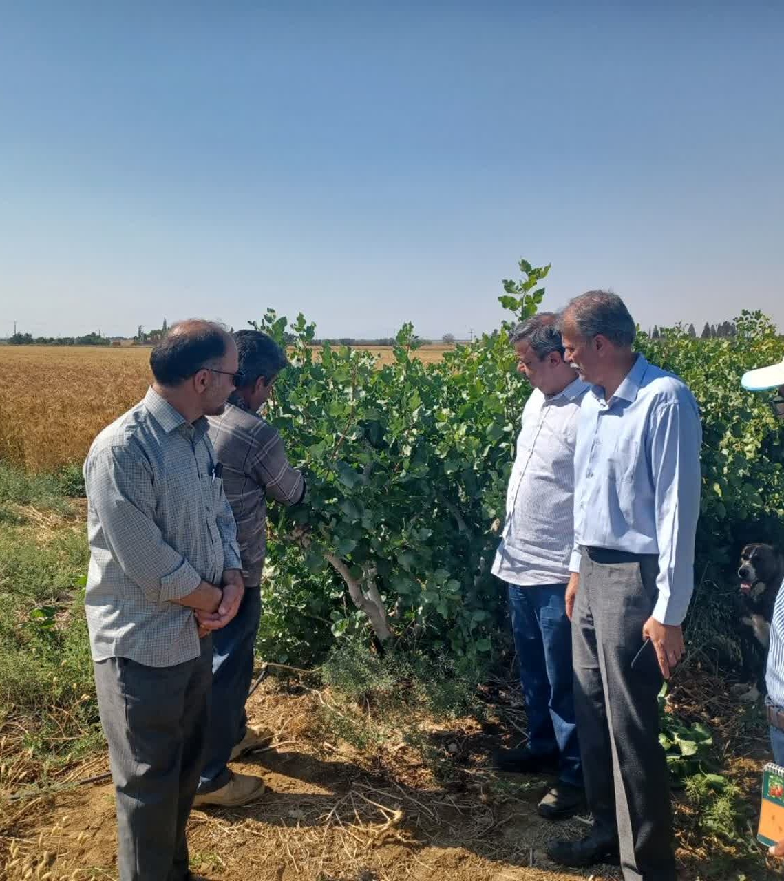 بازدید رئیس مرکز تحقیقات و آموزش کشاورزی استان سمنان (شاهرود) از ایستگاه تحقیقات پسته دامغان