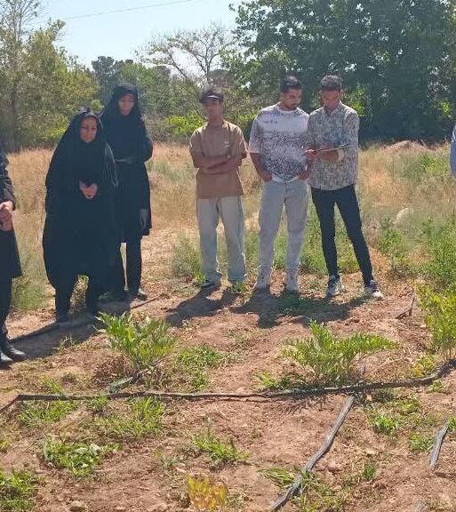روز مزرعه گیاه دارویی وشق در مرکز تحقیقات و آموزش کشاورزی استان سمنان (شاهرود) برگزار شد