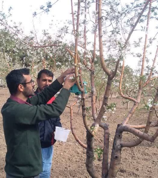 بازدید مزارع و باغات ایستگاه تحقیقات کشاورزی میامی