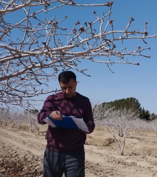 پژوهش بر روی ویژگی‌های فیزیولوژیک و زمان‌بندی گلدهی ارقام نر پسته در ایستگاه دامغان