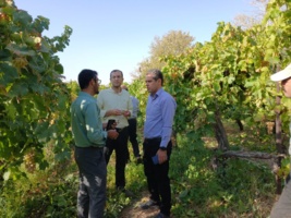 بازدید از باغات انگور ایستگاه تحقیقات کشاورزی بسطام