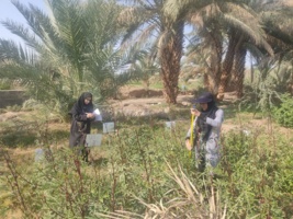 ارزیابی میدانی ژنوتیپ‌های امیدبخش گیاه دارویی چای ترش در منطقه طرود