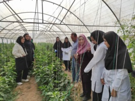 بازدید هنرجویان دختر هنرستان تحت پوشش مرکز از گلخانه تولید فلفل‌دلمه‌ای