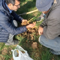 بازدید از مزارع زعفران منطقه کالپوش و بررسی میزان آلودگی به کنه