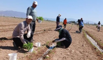 افزایش پایداری نشاء گوجه‌فرنگی در مزرعه با استفاده از باکتری‌های مفید