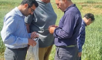 کارگاه آموزشی مدیریت کرم خوشه خوار گندم برای بهره‌برداران شهرستان میامی برگزار شد