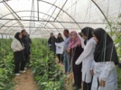 بازدید هنرجویان دختر هنرستان تحت پوشش مرکز از گلخانه تولید فلفل‌دلمه‌ای