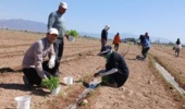 افزایش پایداری نشاء گوجه‌فرنگی در مزرعه با استفاده از باکتری‌های مفید