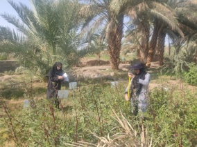 ارزیابی میدانی ژنوتیپ‌های امیدبخش گیاه دارویی چای ترش در منطقه طرود