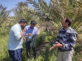 بازدید محقق مرکز سمنان (شاهرود) از مزارع طرود برای بررسی آفات سیر و نخل