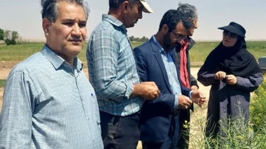 بازدید میدانی مشترک مرکز تحقیقات شاهرود و مرکز خدمات میامی از مزارع گندم، کلزا و پسته