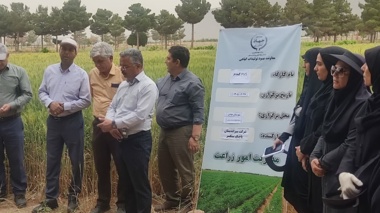 نقش ارقام جدید غلات در کاهش خلاء عملکرد و دستیابی به تولید پایدار