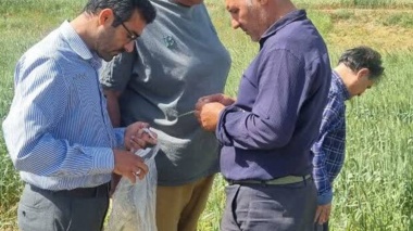 کارگاه آموزشی مدیریت کرم خوشه خوار گندم برای بهره‌برداران شهرستان میامی برگزار شد