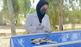 تولید نخستین واکسن بومی برای مقابله با بیماری‌های باکتریایی ماهیان گرمابی