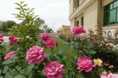 فضای سبز مرکز