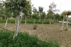 فضای سبز مرکز