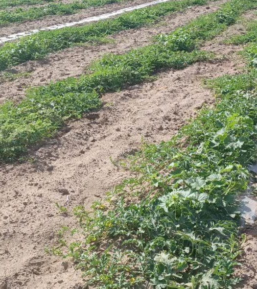 حضور میدانی  محققین معین در مزارع و جالیز کاری های  سطح منطقه سیستان