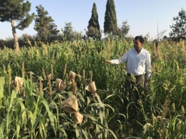 معرفی  ارقام جدید ارزن و سورگم متحمل به خشکی و گرما در استان سیستان و بلوچستان