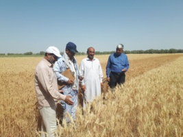 گامی بلند در مسیر کشاورزی پایدار، برداشت محصول از پلات های آزمایشی  غلات در ریگ چاه