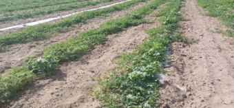 حضور میدانی  محققین معین در مزارع و جالیز کاری های  سطح منطقه سیستان